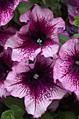 PETUNIA VERANDA ORCHID