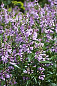 PHYSOSTEGIA VIRGINIANA ROSEA