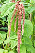 AMARANTHUS CORAL FOUNTAIN