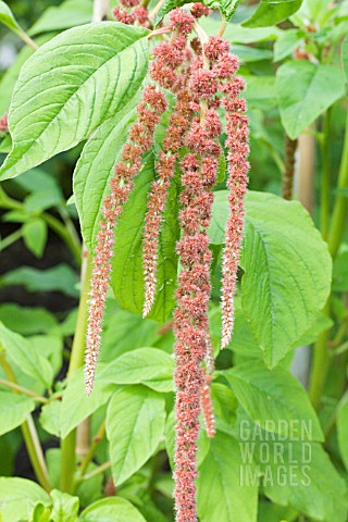 AMARANTHUS_CORAL_FOUNTAIN