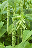 AMARANTHUS GREEN CASCADE