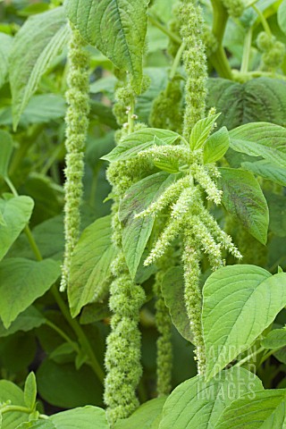 AMARANTHUS_GREEN_CASCADE