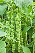 AMARANTHUS CAUDATUS VIRIDUS