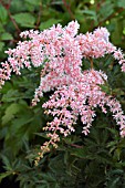 ASTILBE PINK LIGHTENING