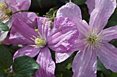 CLEMATIS BLEKITNY ANIOL