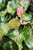 ERIOPHYES PYRI -  PEAR LEAF BLISTER MITE