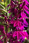 LOBELIA TANIA