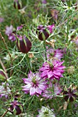 NIGELLA MULBERRY ROSE