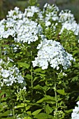 PHLOX PANICULATA WHITE ADMIRAL