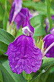 ROSCOEA PURPUREA