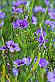 SISYRINCHIUM ROCKY POINT