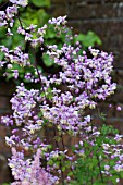 THALICTRUM DELAVAYII