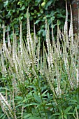 VERONICASTRUM VIRGINICUM LAVENDELTURM