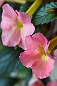 ACHIMENES PEACH GLOW