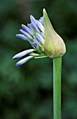 AGAPANTHUS INAPERTUS SKY