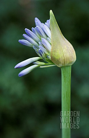 AGAPANTHUS_INAPERTUS_SKY