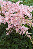 ASTILBE PINK LIGHTENING