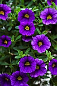 CALIBRACHOA IMPERIAL PURPLE