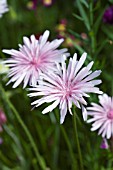 CREPIS RUBRA