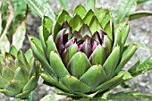 CYNARA CARDUNCULUS VIOLET DE PROVENCE