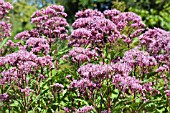 EUPATORIUM MACULATUM ATROPURPUREUM