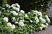 HYDRANGEA ARBORESCENS ANNABELLE