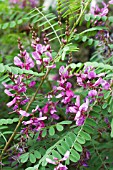 INDIGOFERA HETERANTHA