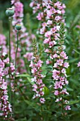 LYTHRUM SALICARIA BLUSH