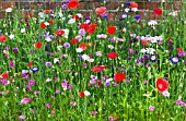 MIXED ANNUAL FLOWERS