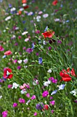 MIXED ANNUAL FLOWERS