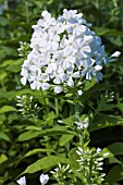 PHLOX PANICULATA WHITE ADMIRAL