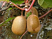 ACTINIDIA DELICIOSA, (KIWI,CHINESE GOOSEBERRY)