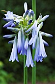 AGAPANTHUS INAPERTUS SKY