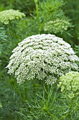 AMMI VISNAGA