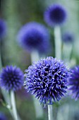 ECHINOPS RITRO VEITCHS BLUE