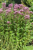 EUPATORIUM MACULATUM ATROPURPUREUM