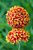 GAILLARDIA RAZZLE DAZZLE