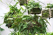 HANGING BASKET FERN DISPLAY