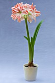 HIPPEASTRUM CLOWN