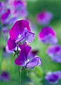 LATHYRUS ODORATUS MATUCANA