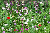 MIXED ANNUAL FLOWERS