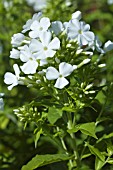 PHLOX PANICULATA WHITE ADMIRAL