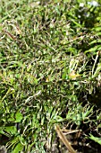 POLYGONATUM MULTIFLORUM - SLUG DAMAGE