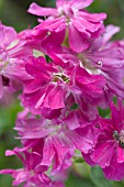 SAPONARIA OFFICINALIS RUBRA PLENA