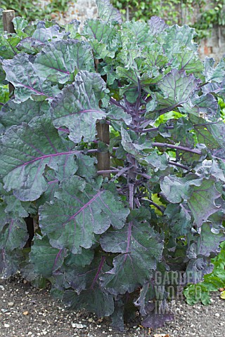 BRASSICA_OLERACEA_GEMMIFERA_X__B_O_NAPUS_PETIT_POSY