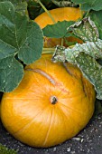 CUCURBITA MAXIMA SUMO