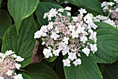 HYDRANGEA INVOLUCRATA MULTIPLEX