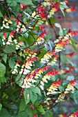 IPOMOEA LOBATA