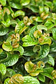 LEUCOTHOE AXILLARIS CURLY RED