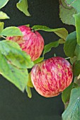 MALUS HEREFORDSHIRE REDSTREAK